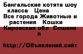 Бангальские котята шоу класса › Цена ­ 25 000 - Все города Животные и растения » Кошки   . Кировская обл.,Сошени п.